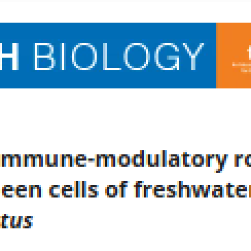Exploring the Immune Modulatory Role of Melatonin in Head Kidney and Spleen Cells of Freshwater Snakehead Teleost, Channa punctatus